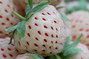 witte-aardbei22531433316226.jpg
