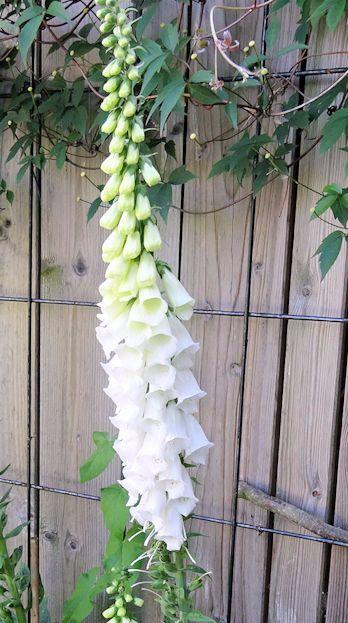 witte-digitalis92781500978259.jpg