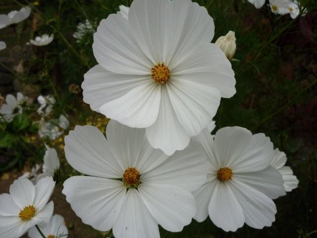 wittecosmea63671346255314.jpg