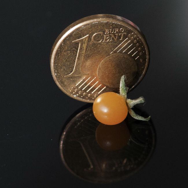 worlds-smallest-tomato-699181378745228.jpg