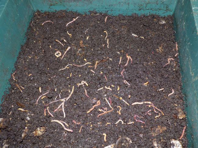 wormencompost-bijna-klaar61181488644126.JPG