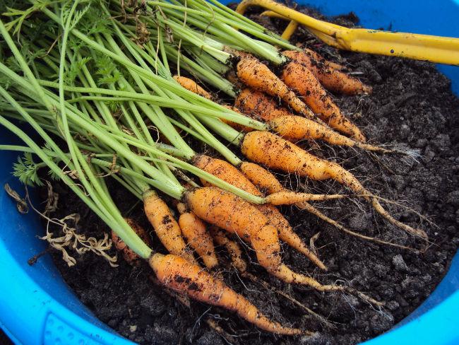 worteloogst-20-779501376833749.JPG