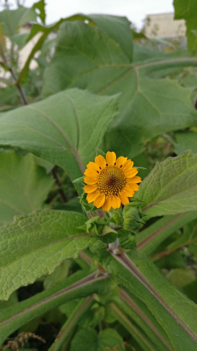 yakon-in-bloei-87821509576106.jpg