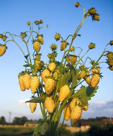 yellow60651327577683.jpg