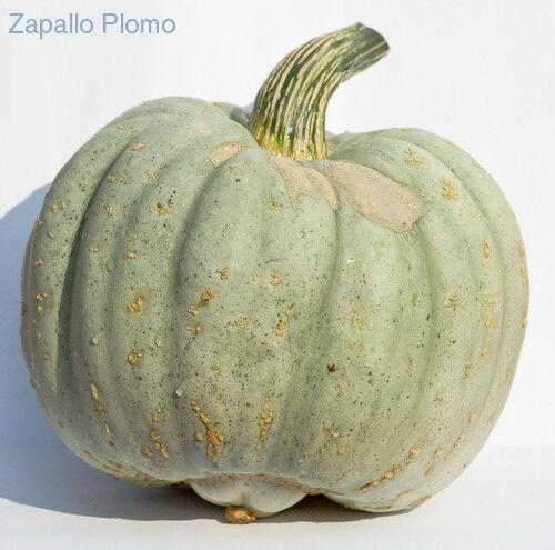 zapallo-plomo-sept-2014-small90371410000283.jpg