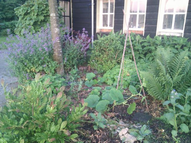 zijtuin-7-juli-2013-354871373902701.jpg