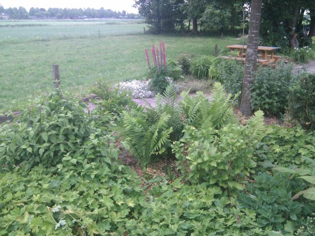 zijtuin-terug-12-juni12011373902733.jpg