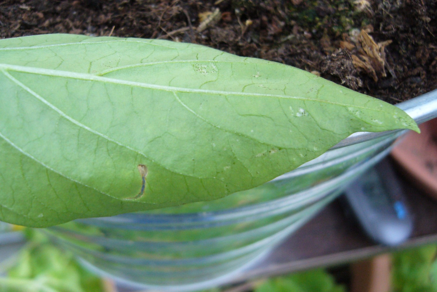 Schimmel op paprika? Groente Moestuin Forum
