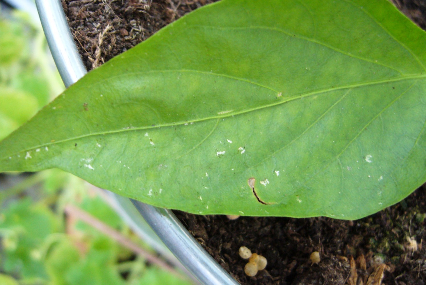 Schimmel op paprika? Groente Moestuin Forum