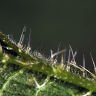 Urtica