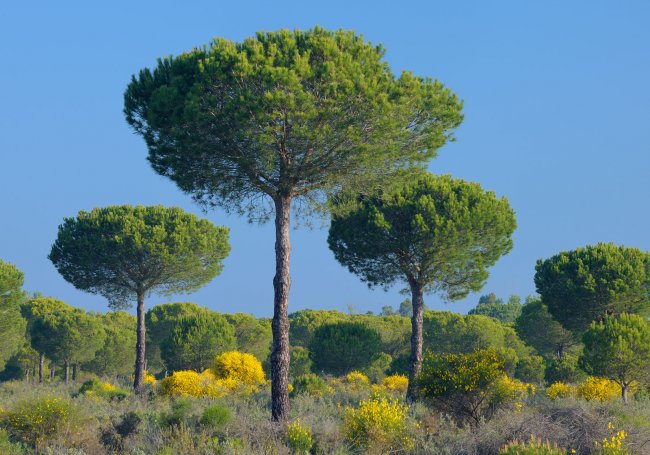Stone-pines-Donana-National-Park-Spain-Seville.jpg.1776b827a1d206605dca756d31c11bc7.jpg