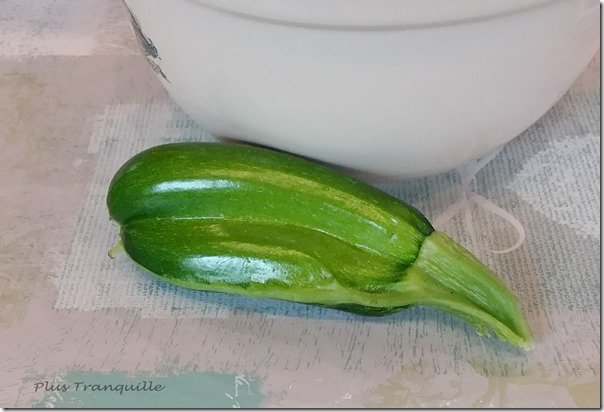 1123318164_SiameseCourgette_thumb1.jpg.672b3a45aff8bc1084d53d708818760c.jpg
