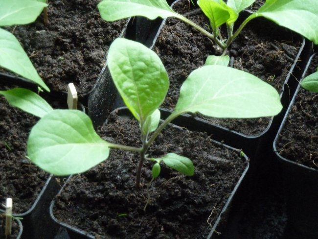 1168752765_aubergine1.jpg.053c94ba9466f576f55be4b9c218ca3e.jpg