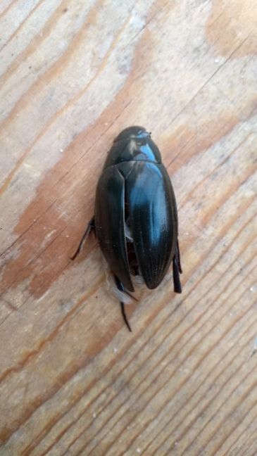 2020-04-18 17.03.16.jpg