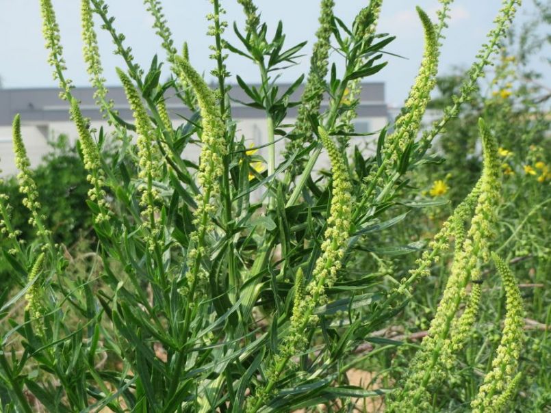 20150606Reseda_luteola1.thumb.jpg.7ec401599afa036dfee12a6ac753440e.jpg