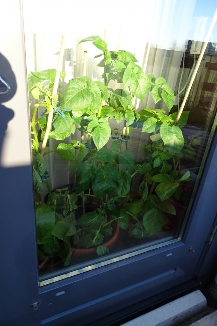 268316021_20200331aardappels.jpg.65a93783b803cb53c27c10f001bf7d86.jpg
