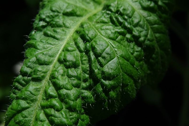 2020 05 06 Rebel Yell.jpg