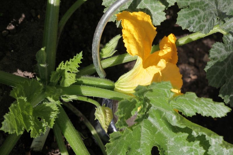 1427578627_GvH_2020-05-30_001(800x533).jpg.a3df28837d2a12f778fe67110dc5d1bc.jpg