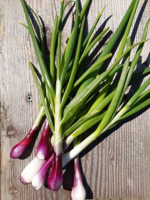 20200521_141448 (2).jpg