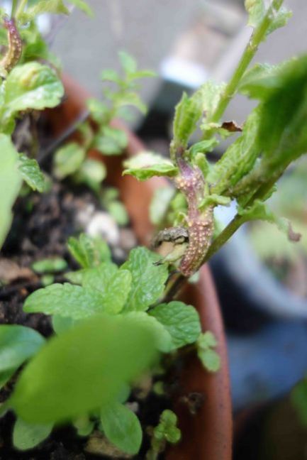 Rotterdam Munt A.jpg