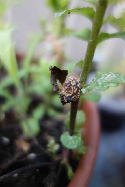 Rotterdam Munt B.jpg