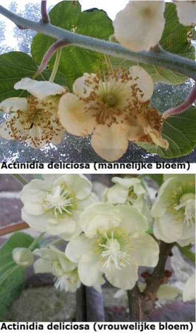 Actinidia_deliciosa_bloemen.jpg
