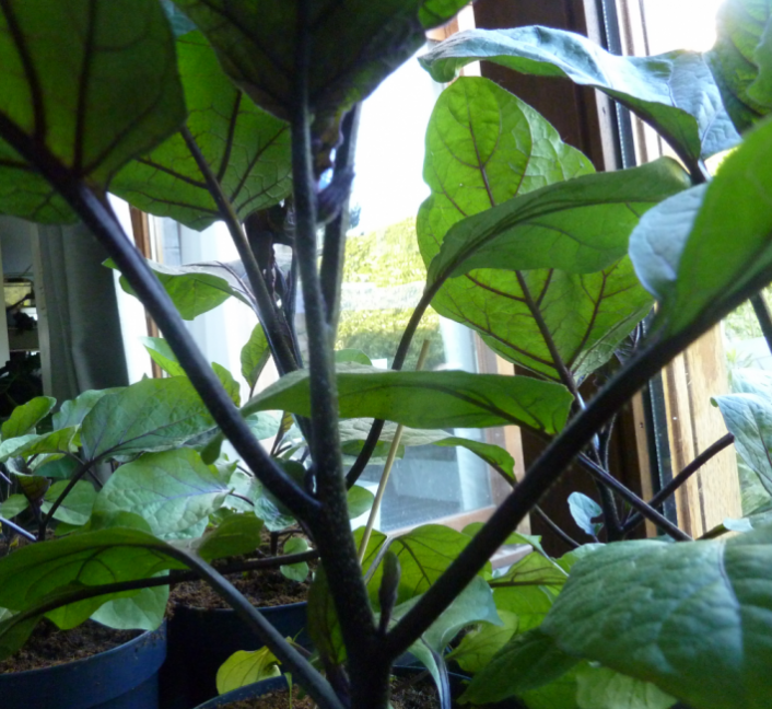 Aubergines.thumb.PNG.059fb9b4a51e2c4104f9ad4de55622be.PNG