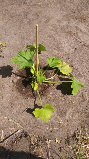 IMG_20200531_courgette.jpg