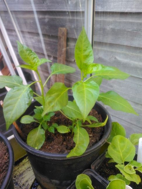 bird-eye-chili-2020-05-09(600x800).thumb.jpg.65be837a4315146de126154106e314c0.jpg