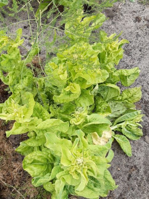 20200605_180514 (2).jpg