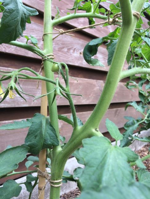 1375768022_Tomaten2020-17juni(4).thumb.JPG.bb5534786c8036f650bee107db06b7f6.JPG