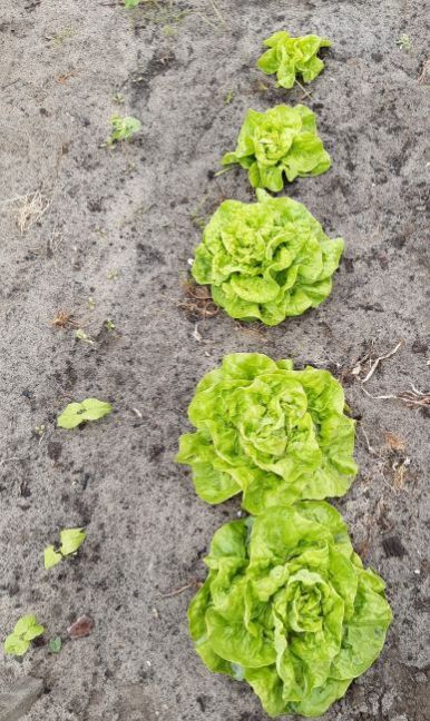 20200605_180519 (2).jpg