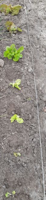 20200605_180458 (2).jpg