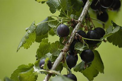 399px-Ribes_nidigrolaria_fruits.jpg.8e8ddf8c59adf2857a9eb5cadd66305a.jpg