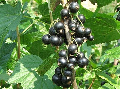 399px-Ribes_nigrum_a1.jpg.88364fbf73e163a0125f6351788539ab.jpg
