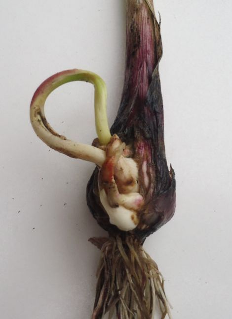 knof 16 juni 2020.JPG