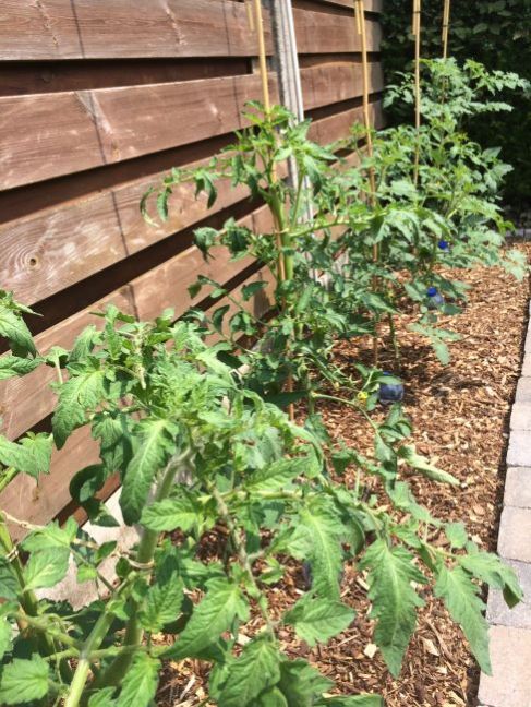 635562385_Tomaten2020-17juni(1).thumb.JPG.3bd2950c048831bfd249b820938a78e5.JPG