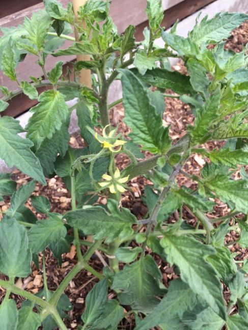 669068664_Tomaten2020-juni(1).thumb.JPG.6ae6f70c474cf6dd6803adf2a689d120.JPG