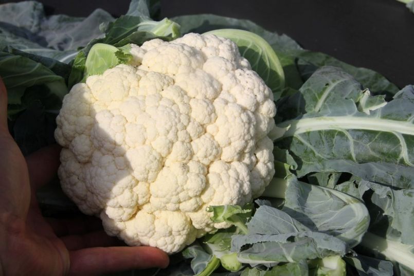 Bloemkool.thumb.jpg.ab7c1294a467ca95a4e2516e4b8184e4.jpg
