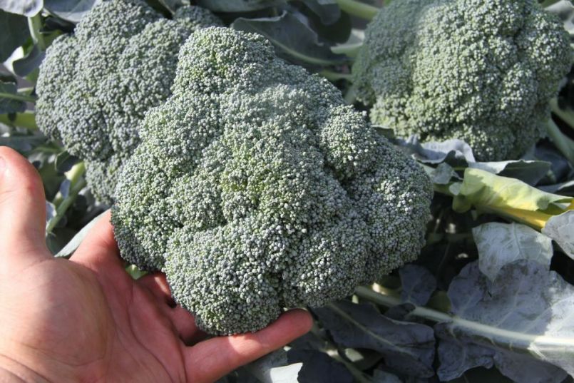 Broccoli.thumb.jpg.6aeaeb2356c9f426626dab4490d7d5a6.jpg