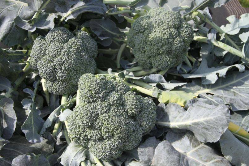 Broccoli2020.thumb.jpg.7784ab8d8ef84cd55bb8d0c487bdedf3.jpg