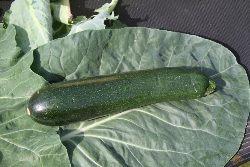 Courgette2.thumb.jpg.ddbc26f29d874fd7aa16859bb095ce21.jpg