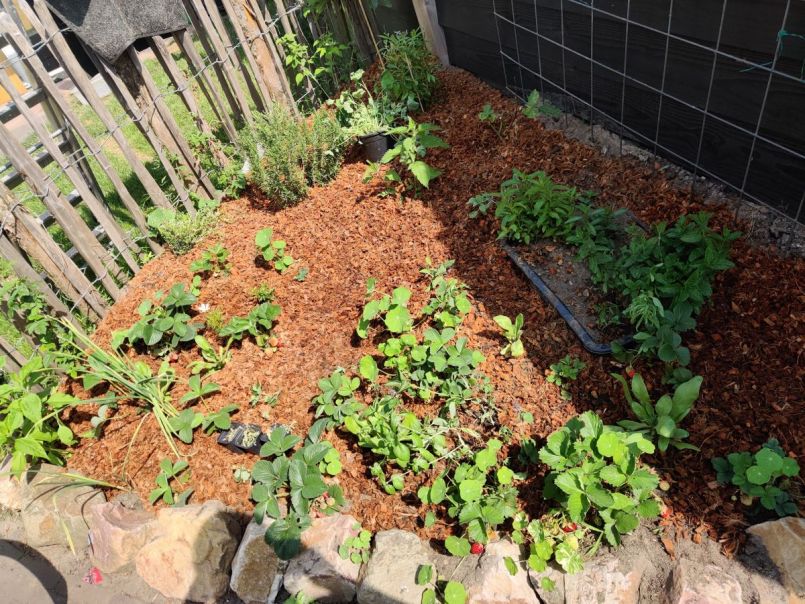 Kruiden- en fruittuin in wording