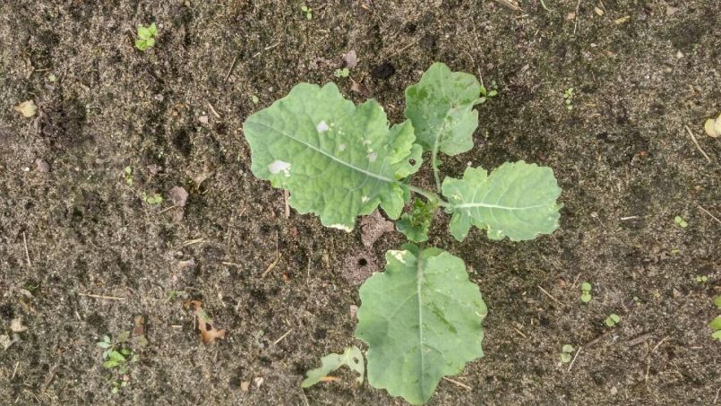 IMG_20200616_broccoli-witte-vlek.jpg