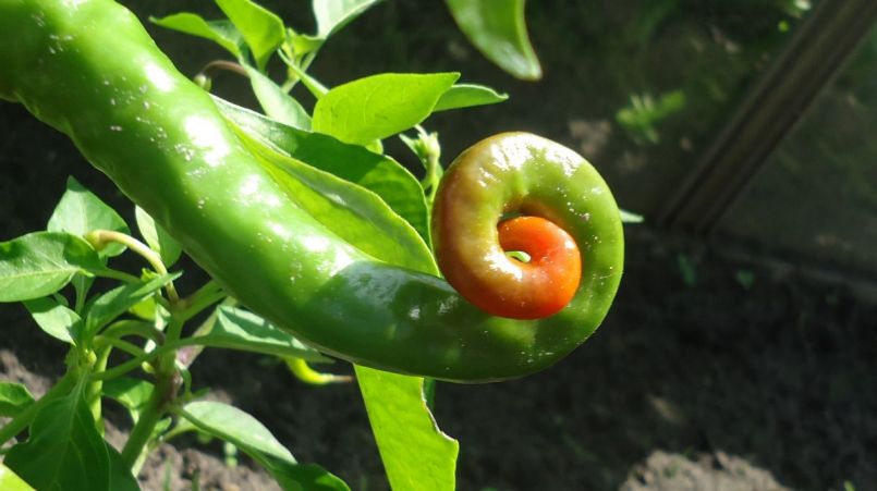 peper 1.JPG