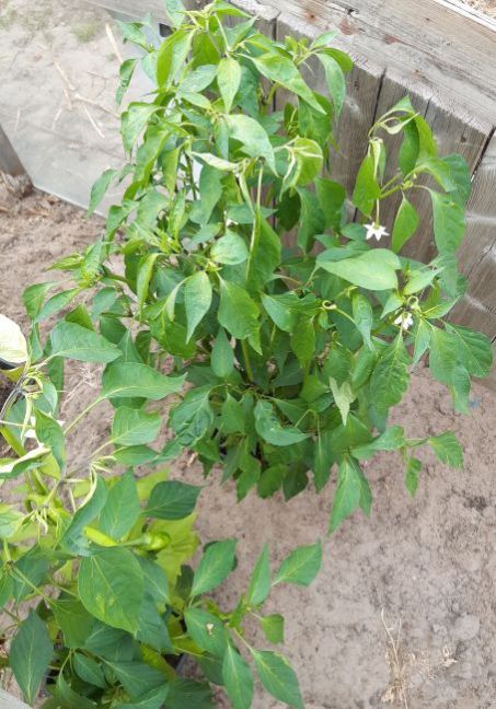 20200724_191318 (2).jpg