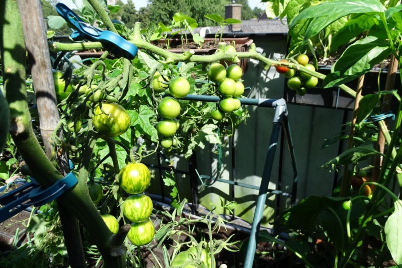 1333604992_20200713horizontaaltomaten.thumb.jpg.83c448893530c89ff69b0d86eab10a81.jpg