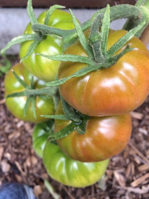 1687213397_Tomaten2020-27julieersteoogst.thumb.JPG.dcd28322547839ab786c55808d18005f.JPG