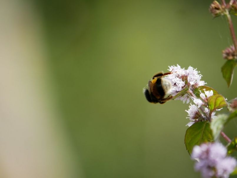 B5689279-0B68-48CF-97E4-68C7C34F62BB.thumb.jpeg.c5df7d4d825af6b9616e83eec31d2b74.jpeg