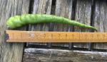 peper3.png